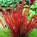 Imperata cylindrica 'Red Baron' (Imperata cylindryczna)